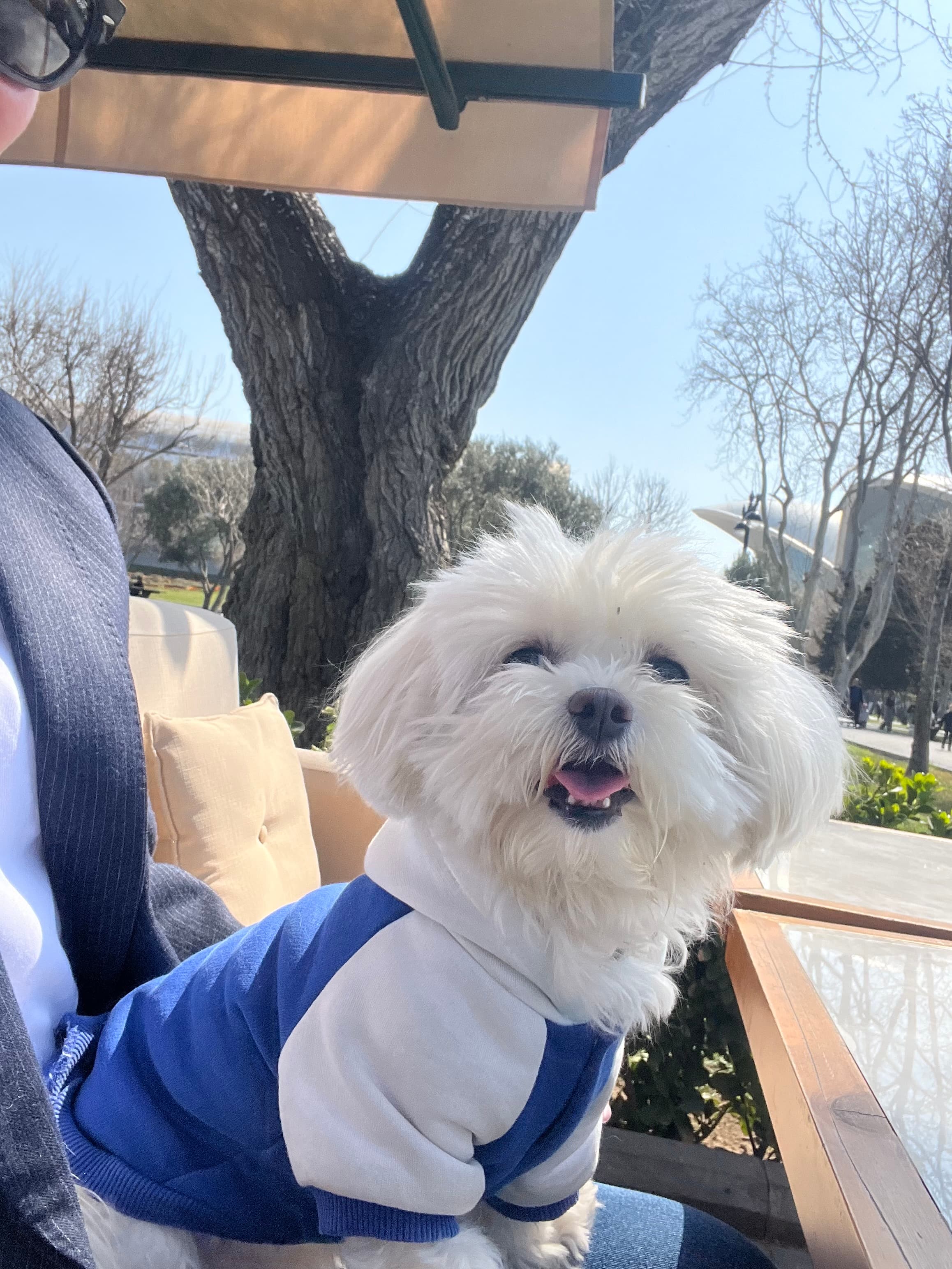 Sonya, a white Maltipoo
